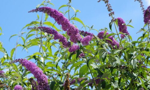 Arbre aux papillons