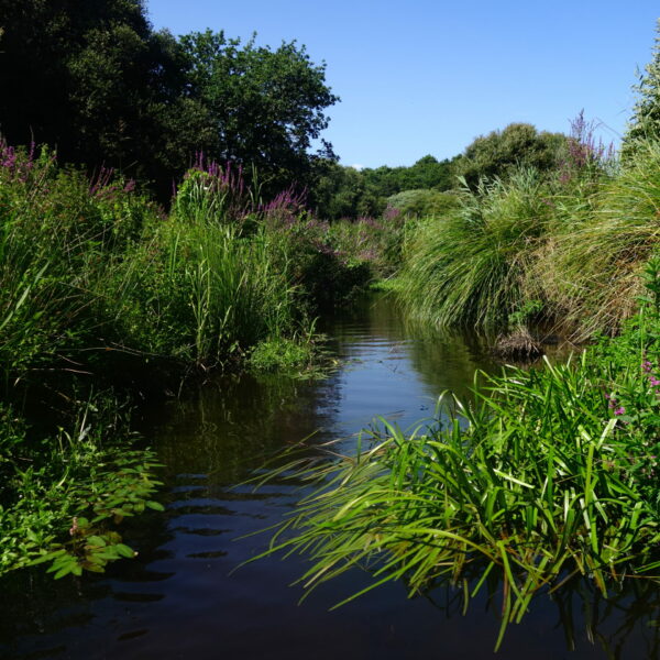 La Saudraye en juillet 2023     |     Romain Bazire
