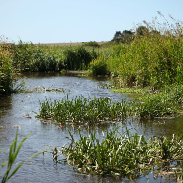 La Saudraye en juillet 2023     |     Romain Bazire
