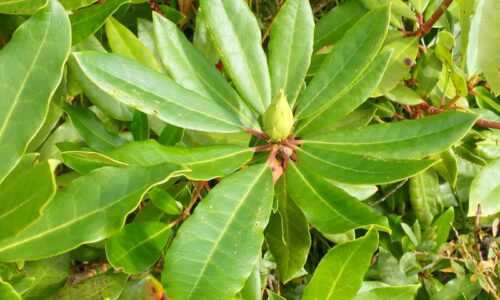 Rhododendron pontique