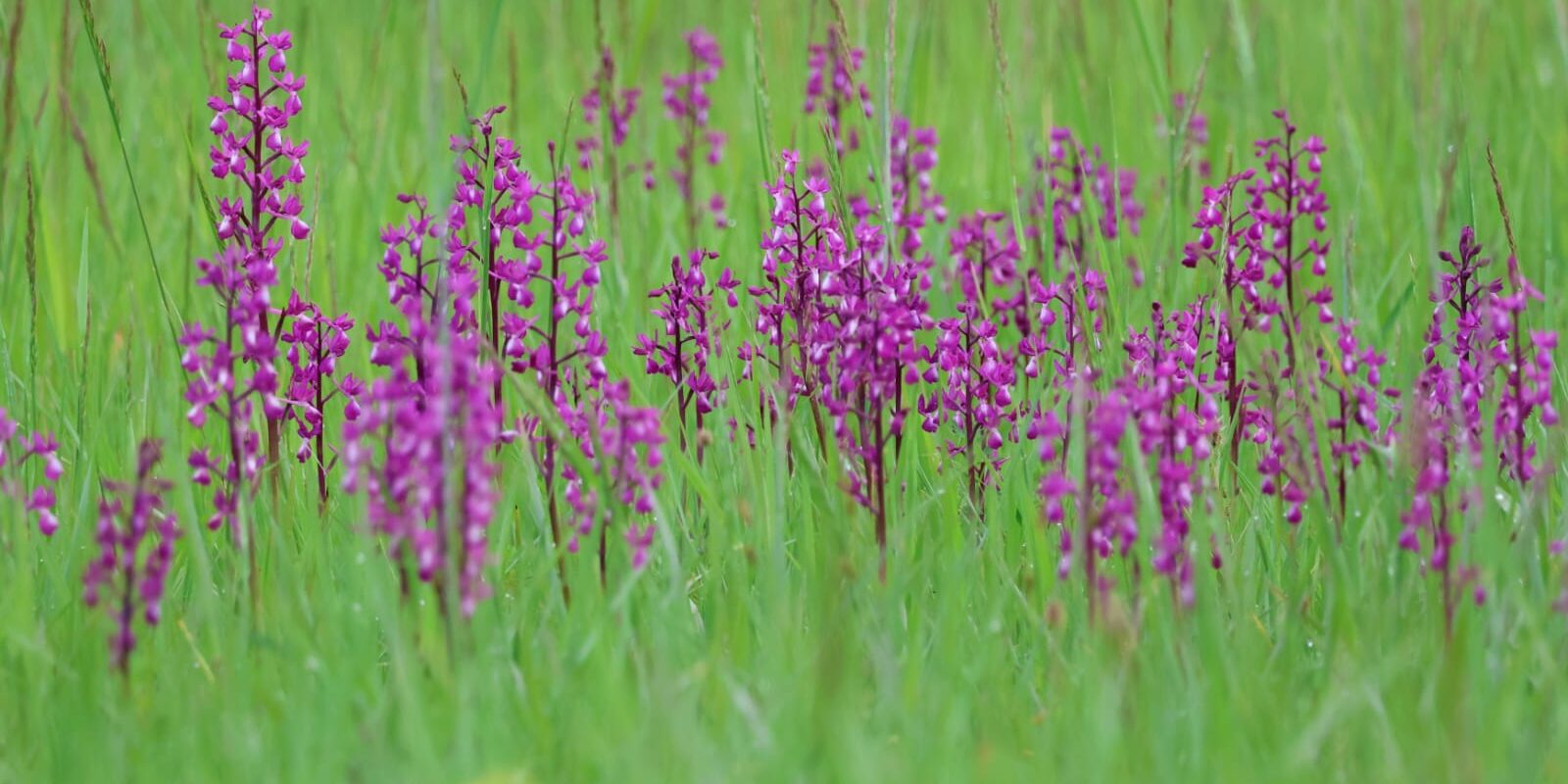 Orchis à fleurs lâches | Romain Bazire